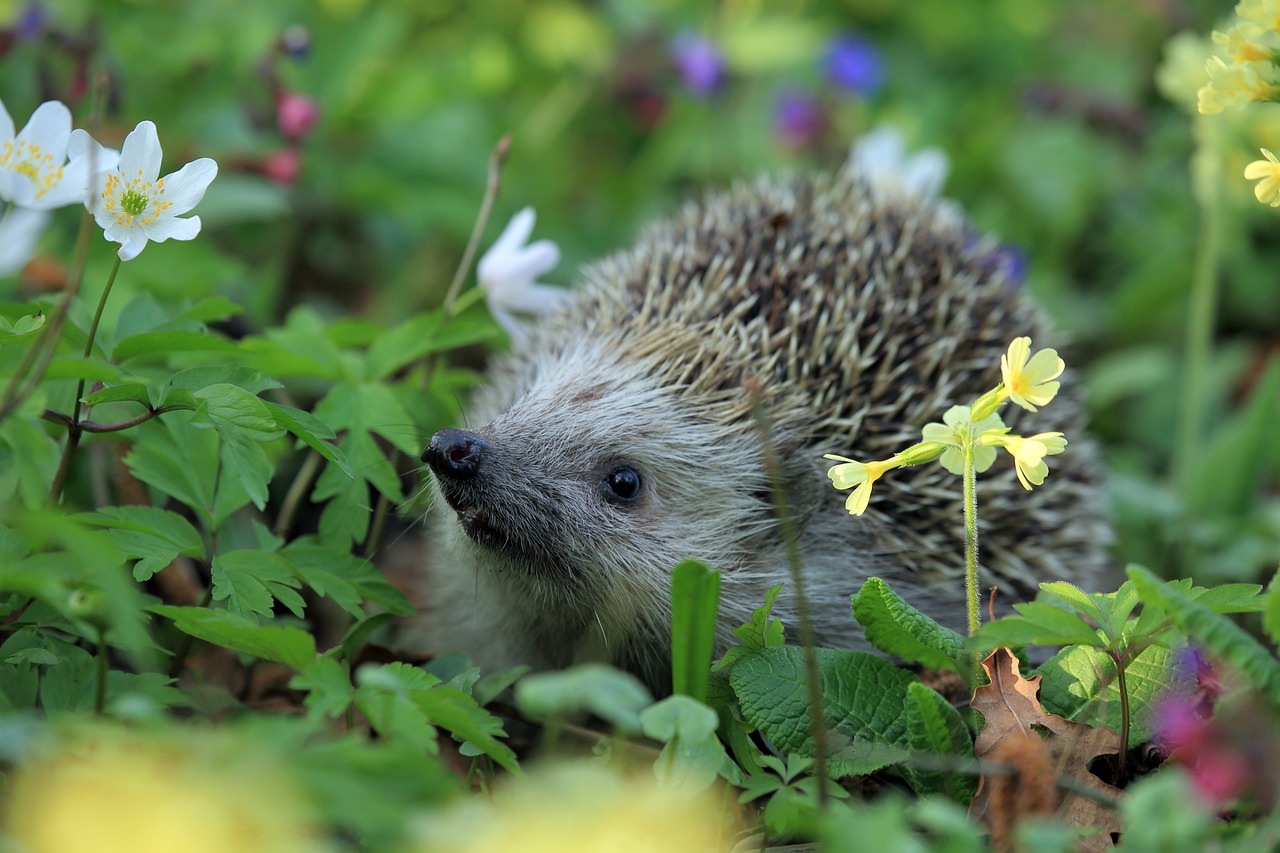 Les petits animaux qui peuplent votre jardin en mars : découvrez-les ! herisson-dans-jardin-printemps