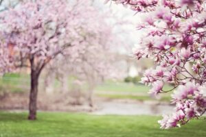 Prêt pour le printemps ? 7 astuces pour préparer votre jardin en mars