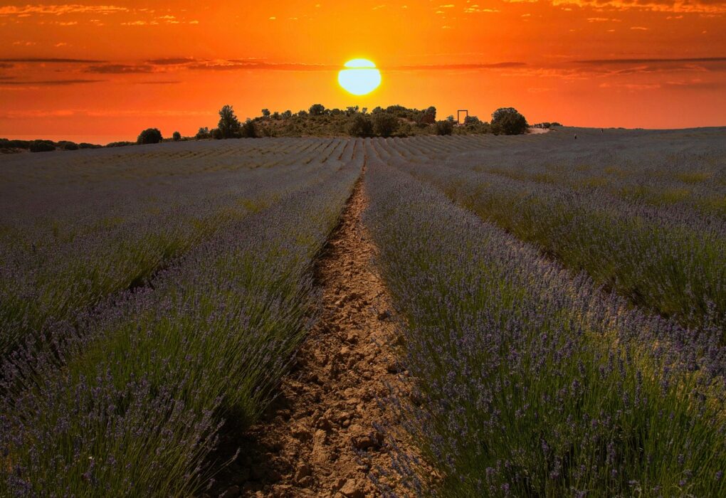 soleil-couchant-bruyeres-lavandes